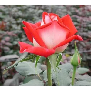 Роза "New fashion"